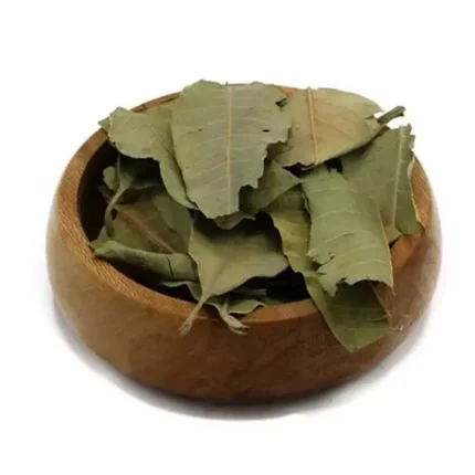 برگ انبه