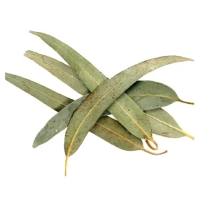 برگ اکالیپتوس